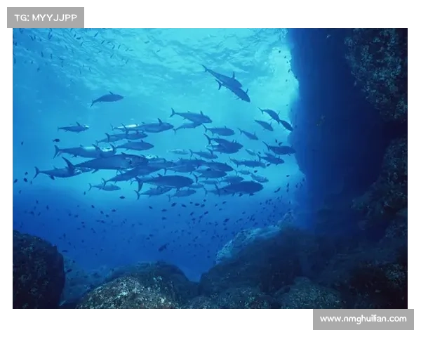 冰鳞蓝鱼：探索深海奇幻世界中的美丽与神秘生物