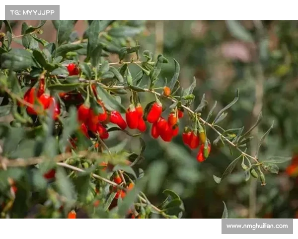 黑暗圣剑传说修改器使用指南：掌握五大技巧提升游戏体验